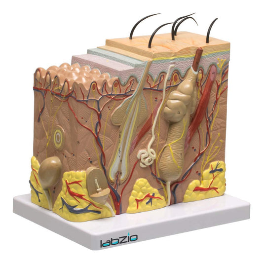 Labzio - Human Skin Anatomical Model | Enlarged 70 Times Premium Quality | Deepen Your Knowledge About Human Skin With This Skin Model