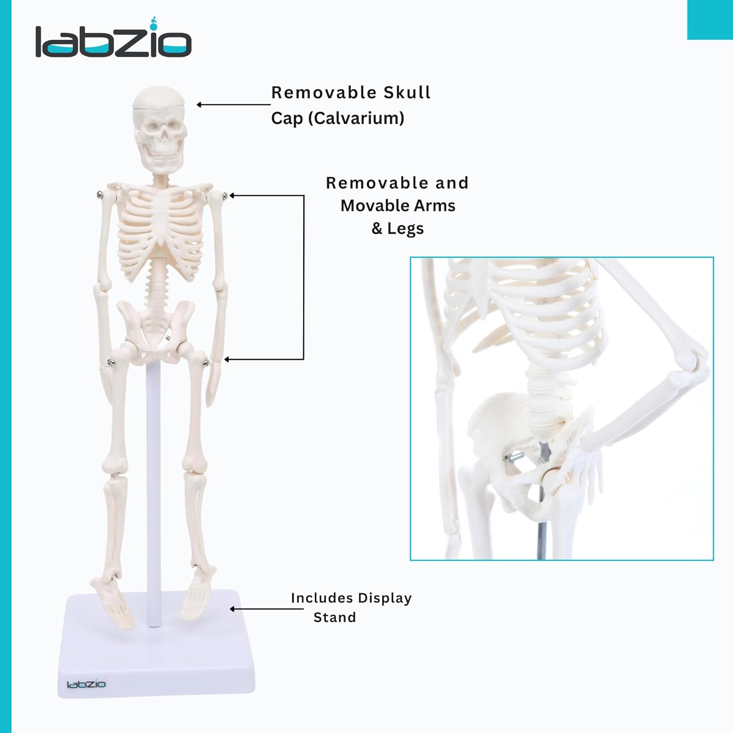 Human Skeleton Model for Students