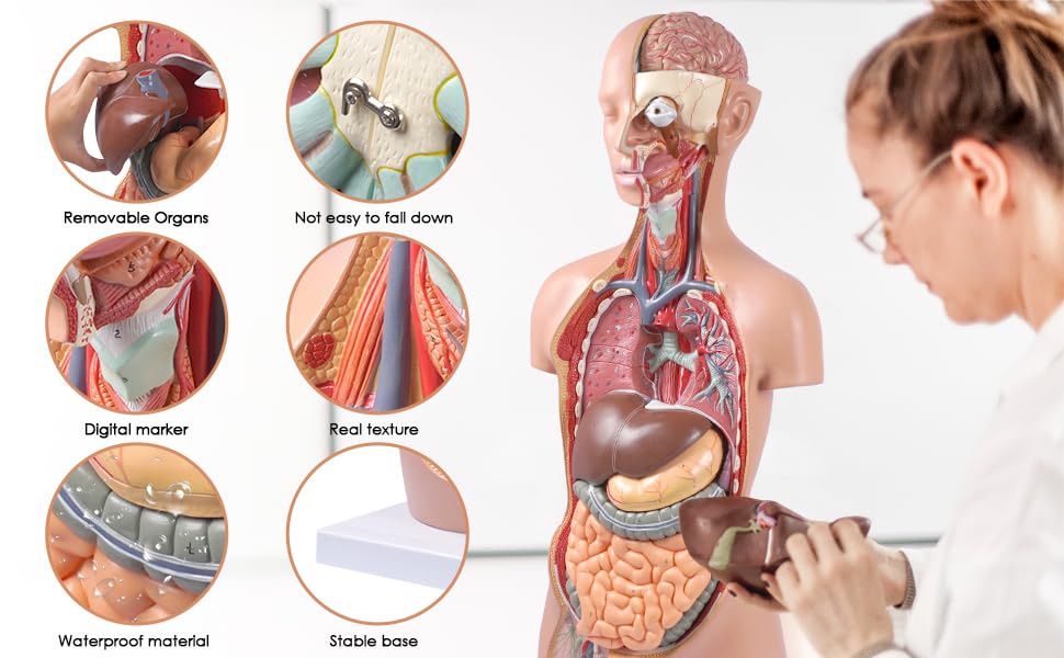 LABZIO Premium Anatomical Human Torso Model – 88cm Medical-Grade Body with Open Neck & Back, Central Nervous System, 17 Removable Parts & Key Card for Doctor Training, Biology Lab & Classroom Study