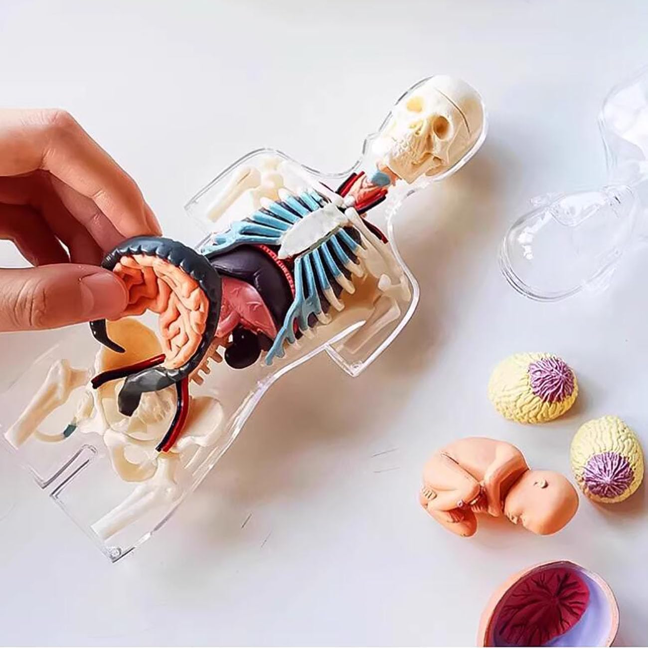 LABZIO 4D Master Transparent Anatomy Learning Model Kit | Detailed Educational Figure for Medical Training, Classroom Teaching, Patient Education & Anatomical Study | Nursing Students