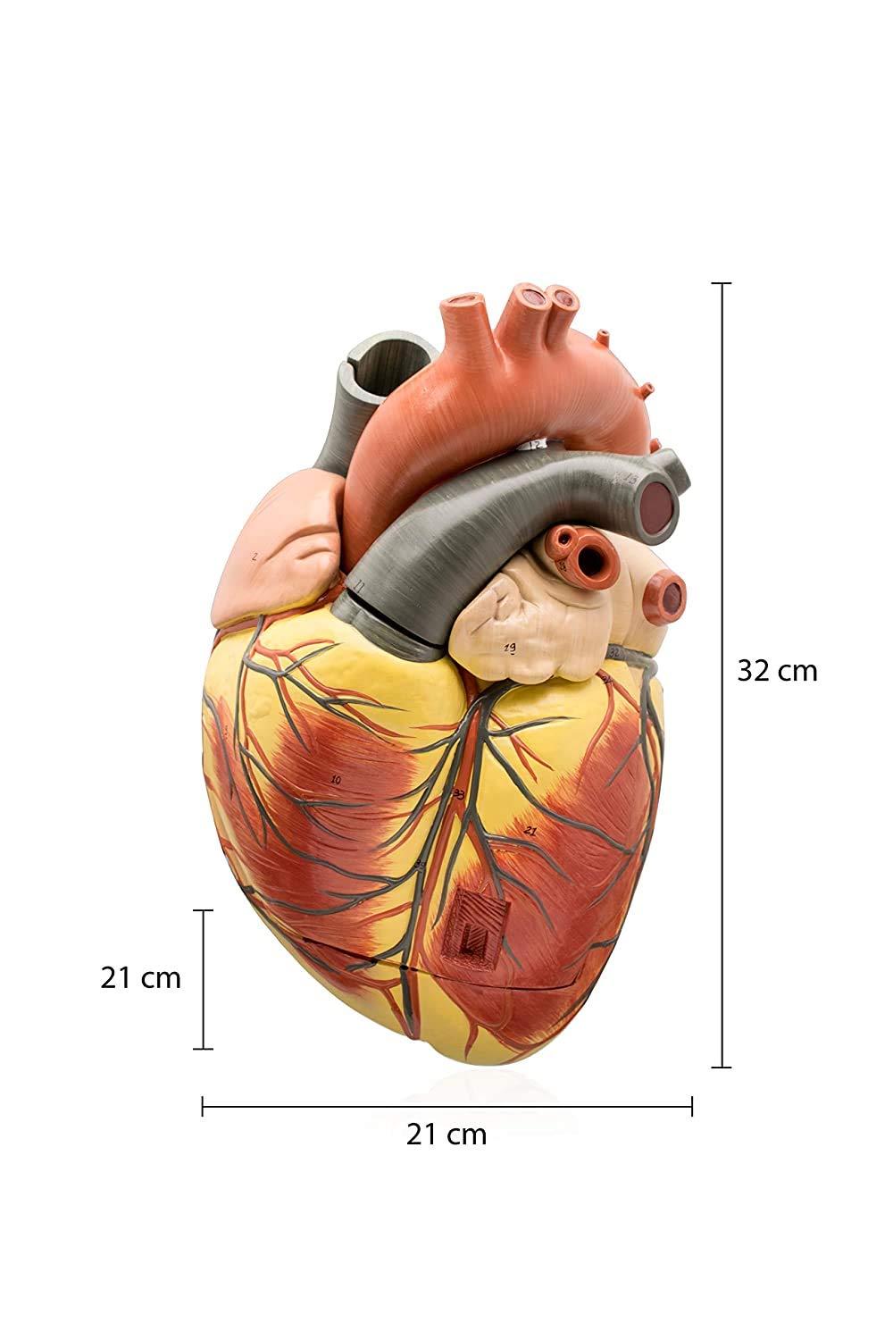 Labzio Premium Human Heart Model – Enlarged 3X, Hand-Painted Anatomical Replica with Detailed Key Card for Medical Education and Study