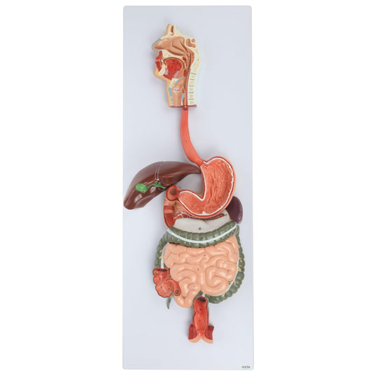 Labzio - Human Digestive System Anatomical Model, 2 Part Half Life Size Human Digestive System Anatomical Model with GI-Tract and Colon Organs for Medical Learning Research Education Display