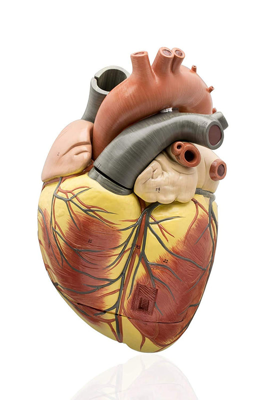 Labzio Premium Human Heart Model – Enlarged 3X, Hand-Painted Anatomical Replica with Detailed Key Card for Medical Education and Study