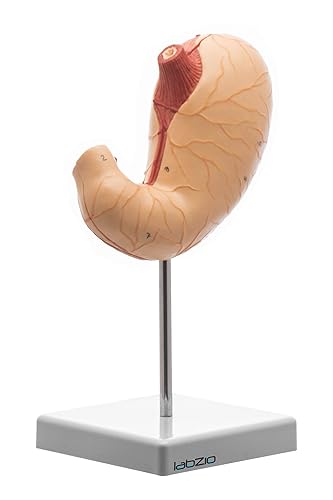 Labzio - Stomach Model with 2 Removable Parts, Medical Anatomical Model, PVC, Educational Tool