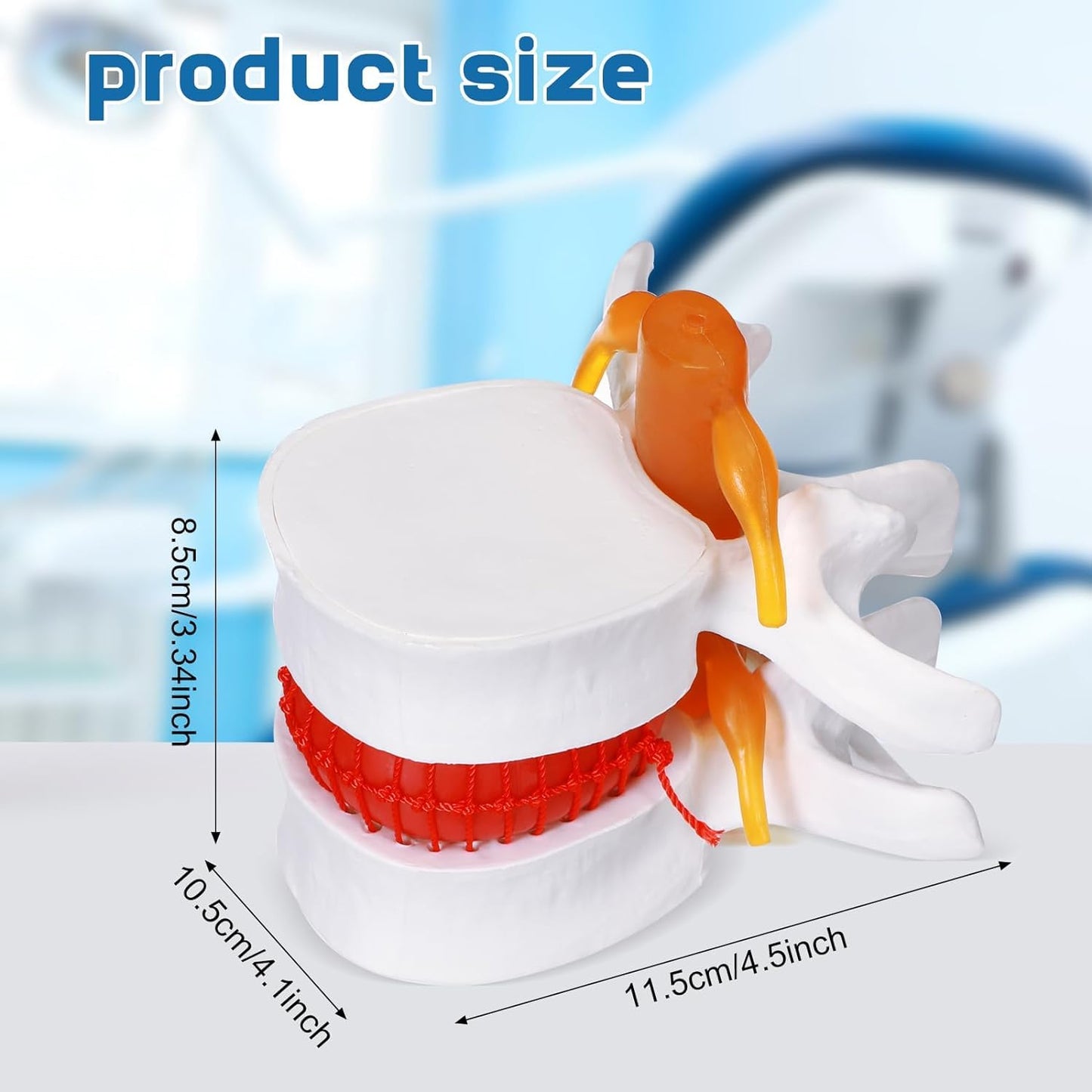 LABZIO Prime Model Of Demonstrational Lumbar Vertebrae With Prolapse, 2 Times Enlarged