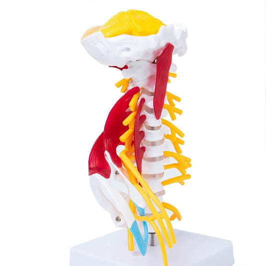 Cervical Spine with Occipital Bone, Nerves, and Muscles Anatomy Model