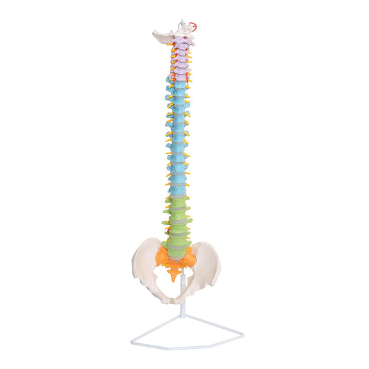 Life Size Flexible Male Spinal Column 3-part colored