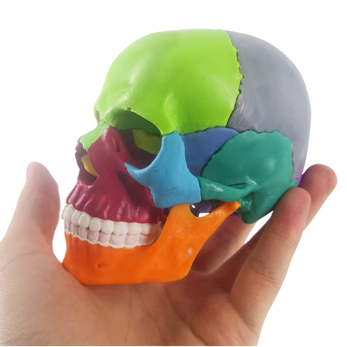 LABZIO-Anatomy Skull Model 15 Parts Human Anatomy Exploded Skull Detachable Palm-Sized Mini Human Color Medical Skull Model,Medical Dental Clinic Teaching Equipment,Learning with Color Study Manual