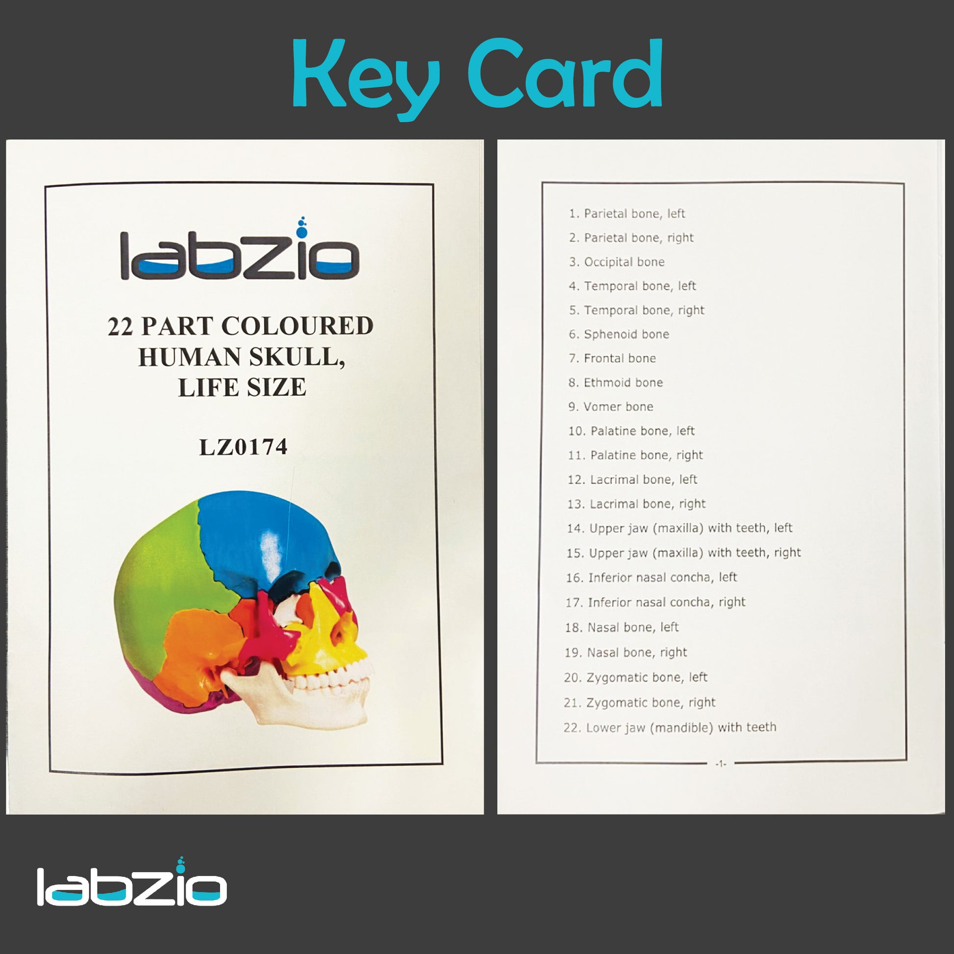 HUMAN SKULL FOR MBBS STUDNETS