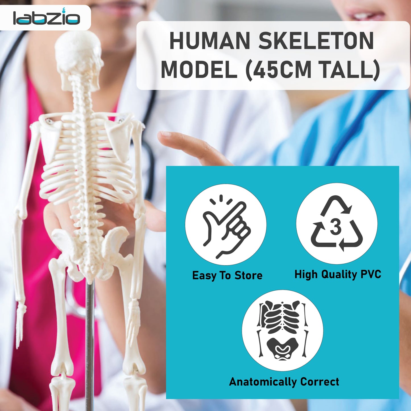 Easy-to-Carry Medical Anatomy Model for Kids & Adults