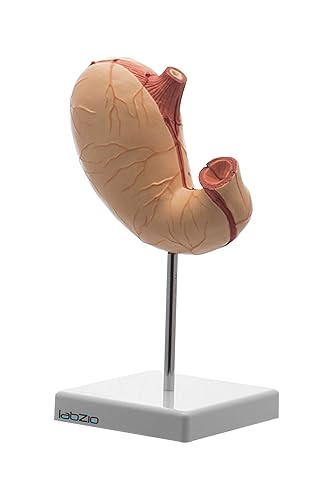 Labzio - Stomach Model with 2 Removable Parts, Medical Anatomical Model, PVC, Educational Tool