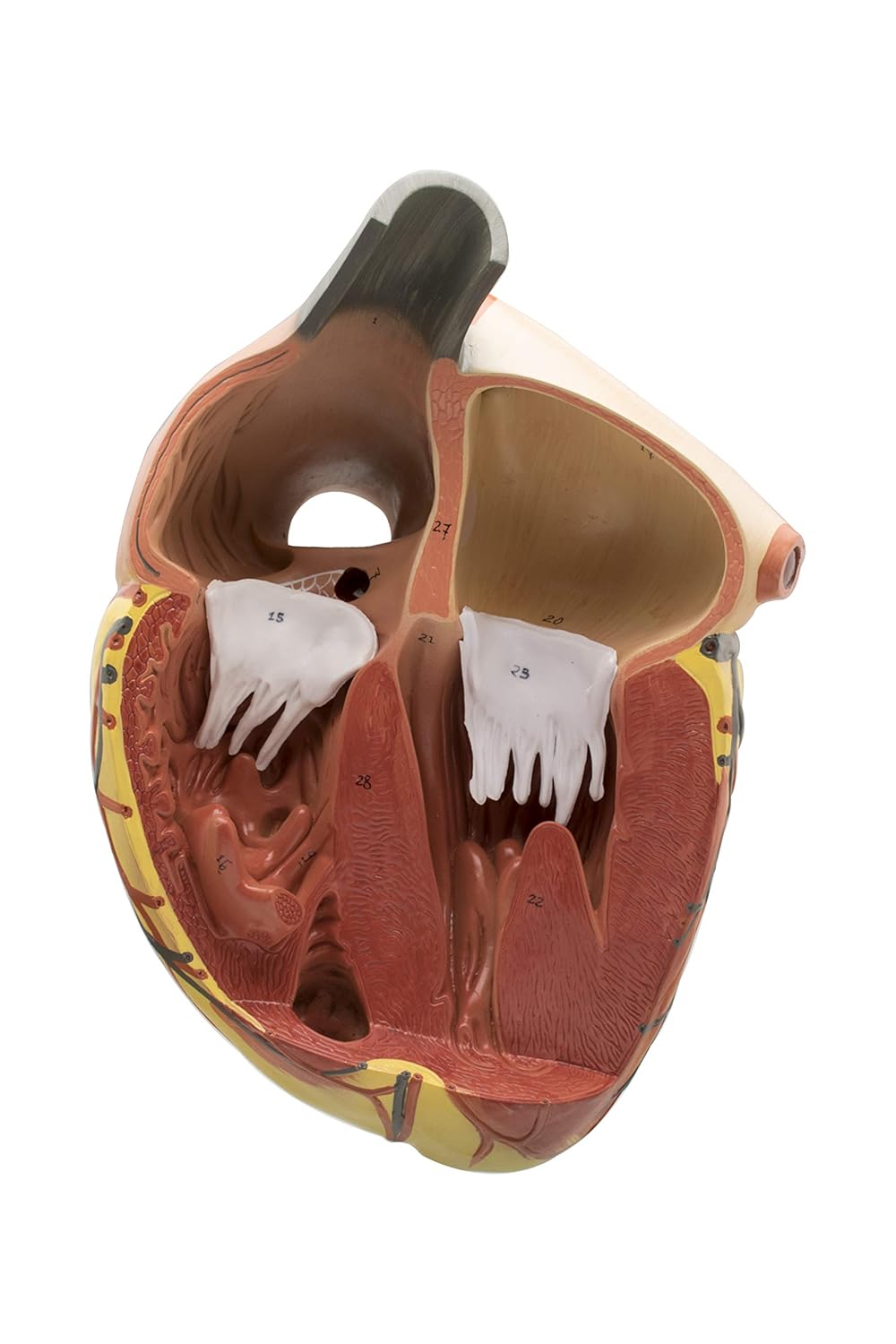 Labzio Premium Human Heart Model – Enlarged 3X, Hand-Painted Anatomical Replica with Detailed Key Card for Medical Education and Study