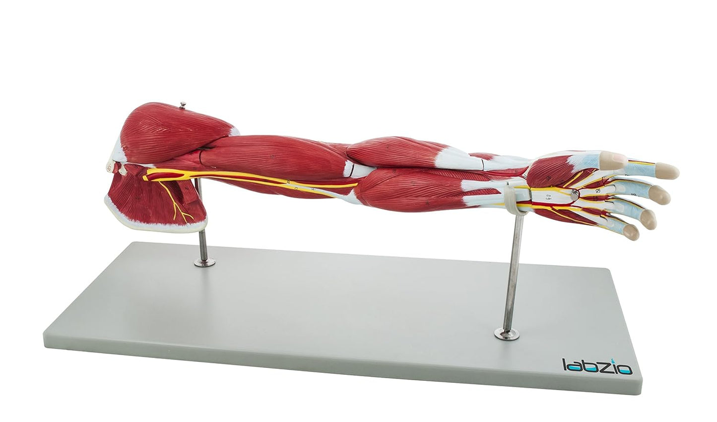 Labzio - Life Size Premium Human Muscular Arm Model 7 Parts Showing Muscles and Deep Layers of Tissue and Vessels With Detailed Key Card