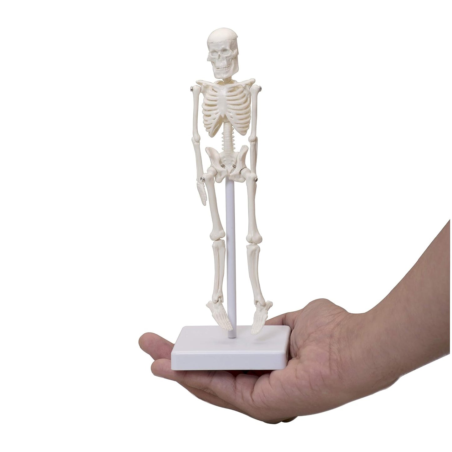 Mini Human Skeleton Model