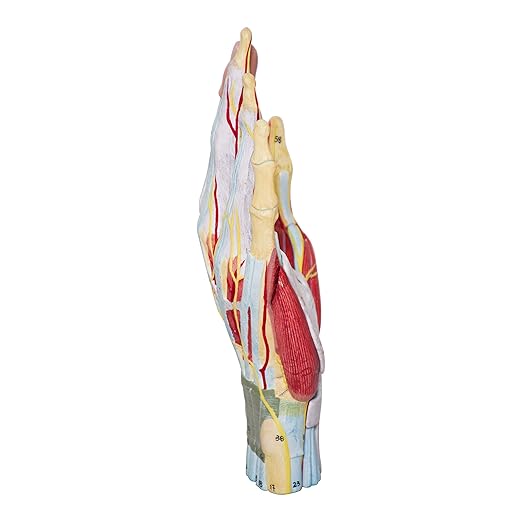 LABZIO Life-Size Hand Skeleton Model | 7-Part Anatomical Model with Ligaments, Muscles, Nerves & Arteries | Medical Study Model for Students, Physiotherapy, Orthopedic & Chiropractic Education