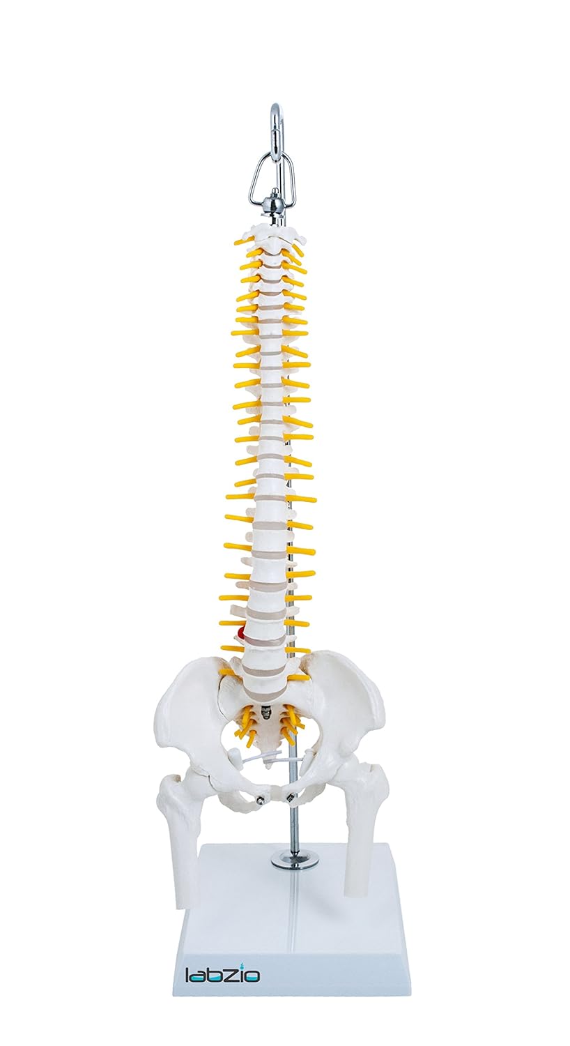Labzio -Spine Model Miniature Flexible Spinal Vertebral Column with Spinal Nerves and Femur Heads, Medical Anatomical Model, Perfect for Doctors, Medical Students and Institutions, 45 cm (18 inch)