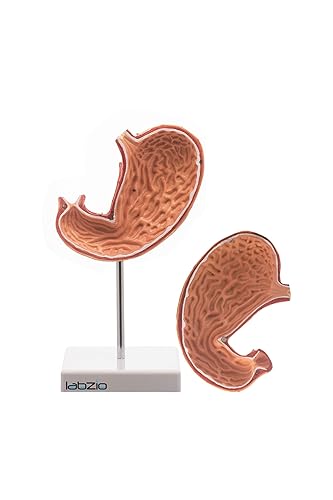 Labzio - Stomach Model with 2 Removable Parts, Medical Anatomical Model, PVC, Educational Tool