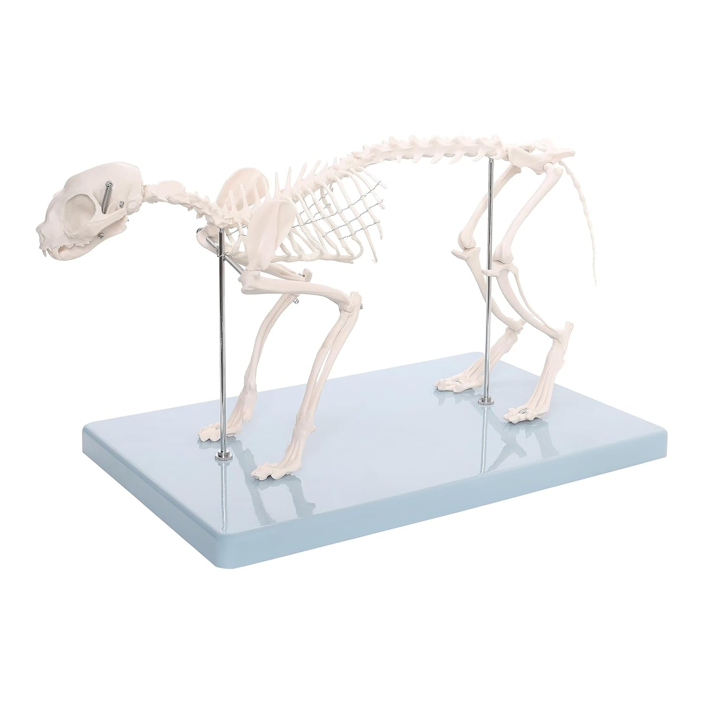 Life-Size Cat Skeleton Model | Realistic Feline Anatomy for Veterinary Study, Medical Training, Biology Class & Pet Owners | Educational Animal Skeleton Model for Students & Professionals
