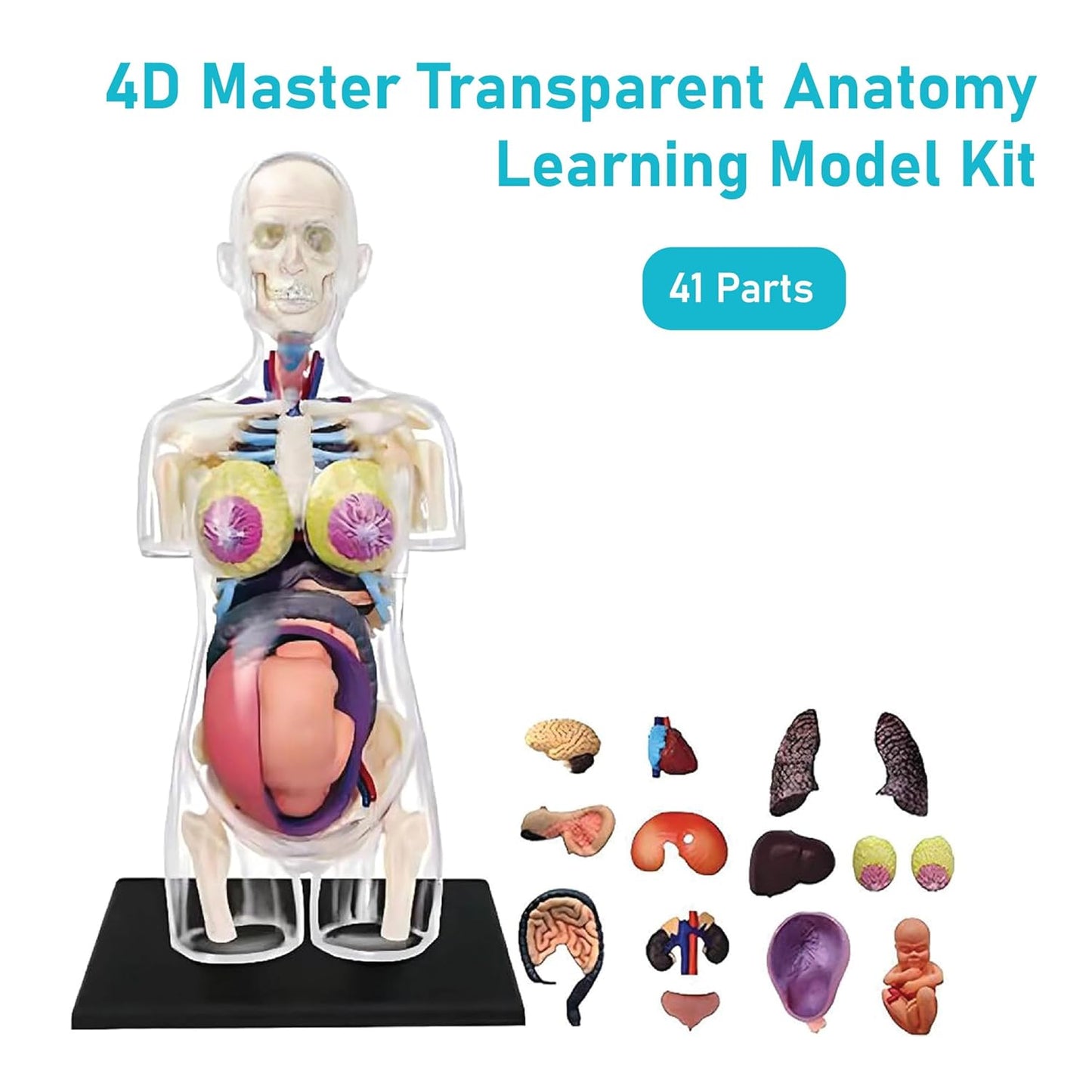LABZIO 4D Master Transparent Anatomy Learning Model Kit | Detailed Educational Figure for Medical Training, Classroom Teaching, Patient Education & Anatomical Study | Nursing Students