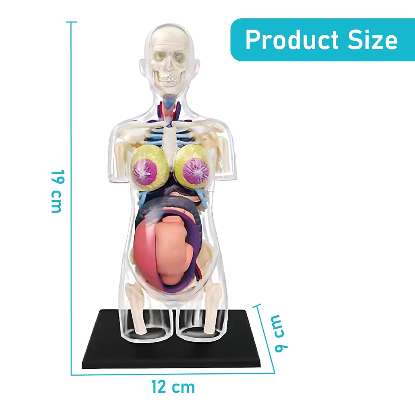 LABZIO 4D Master Transparent Anatomy Learning Model Kit | Detailed Educational Figure for Medical Training, Classroom Teaching, Patient Education & Anatomical Study | Nursing Students