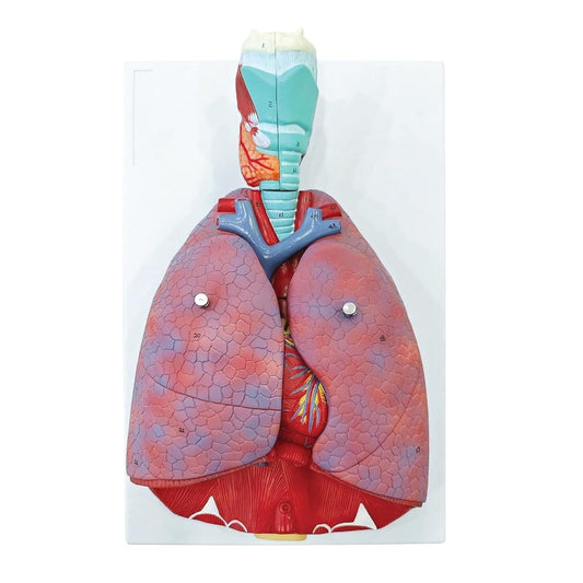 Labzio - Human Lung and Respiratory System Model, Life Size, 7 Removable parts including 2 parts Heart and detachable Larynx, detailed key card included