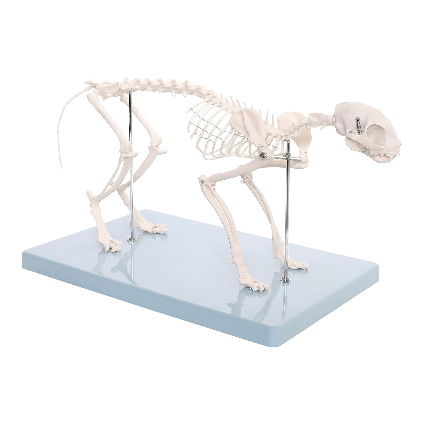 Life-Size Cat Skeleton Model | Realistic Feline Anatomy for Veterinary Study, Medical Training, Biology Class & Pet Owners | Educational Animal Skeleton Model for Students & Professionals