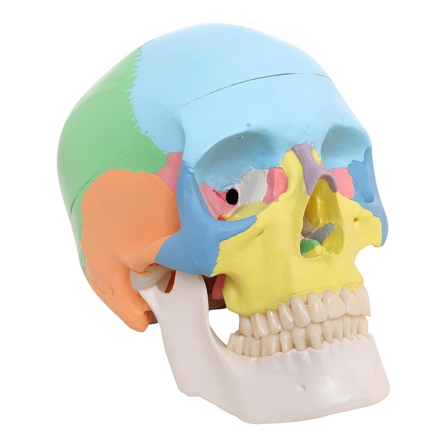 Labzio Colored Human Skull Model — Life-Size 3-Part Anatomical Skull with 14 Bones, Removable Calvarium & Articulating Jaw | Skull for Anatomy, Decor, Dental Students
