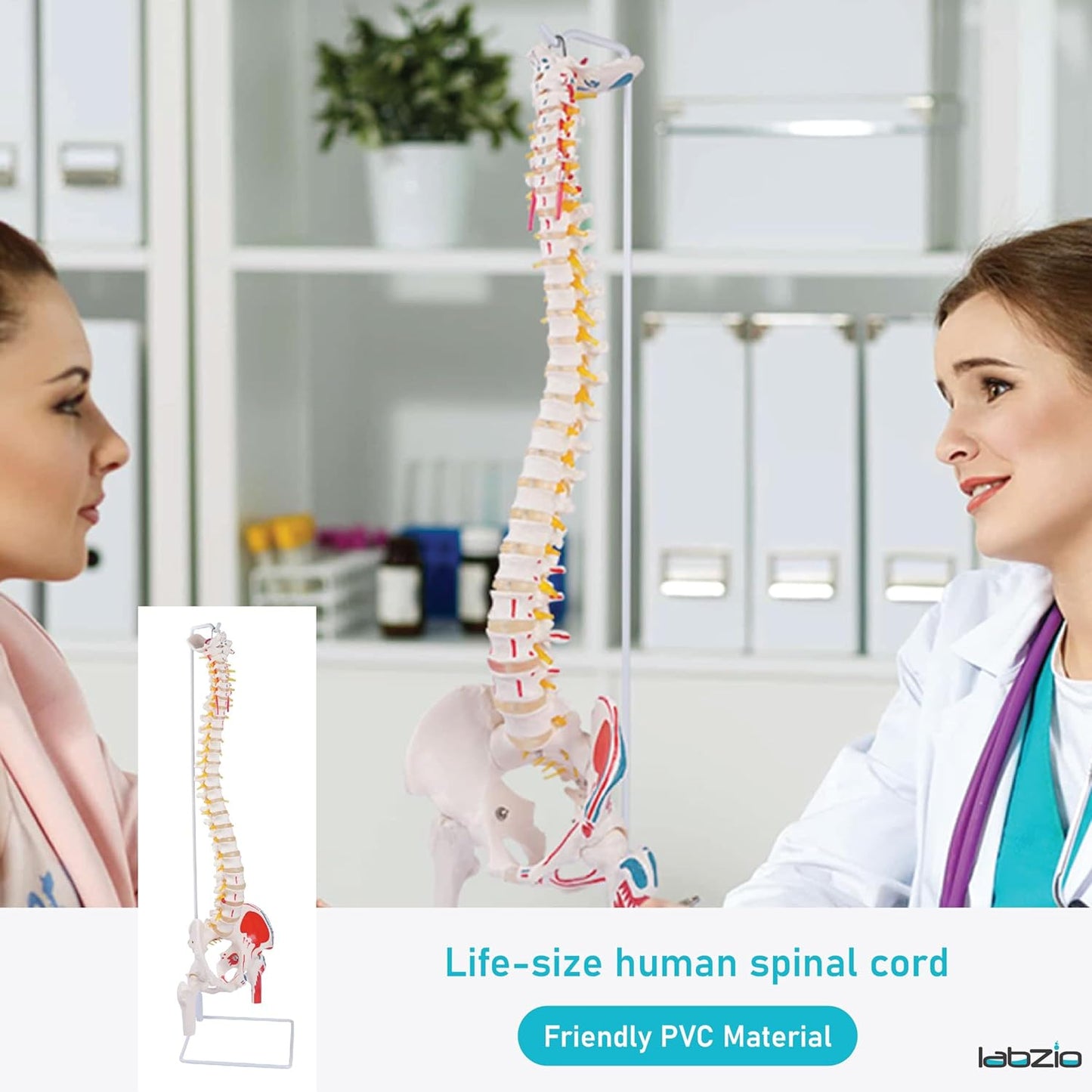 Labzio Life size Flexible Spinal Column with Femur Heads, Spinal Nerves, Painted Muscles, Occipital Plate for Educational Institutions, with iron base for better stability, 85 cm