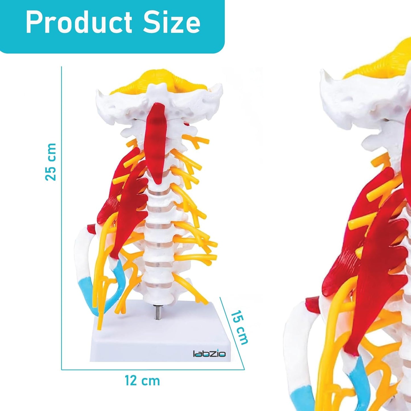 Cervical Spine with Occipital Bone, Nerves, and Muscles Anatomy Model