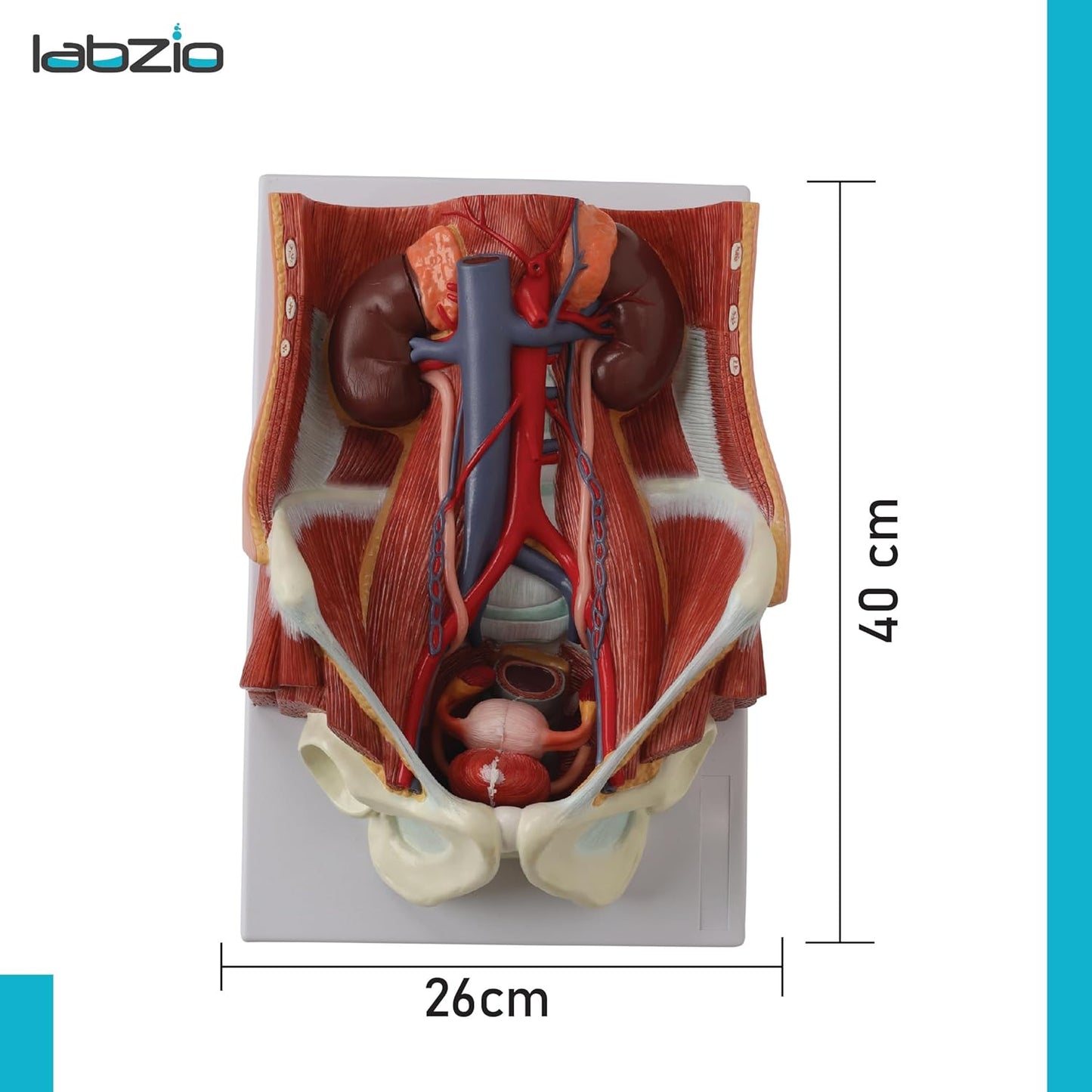 Labzio Anatomical Urinary System Model - Detailed Urology Anatomy Model for Educational & Medical Illustration - 3D Human Urinary Tract Structure