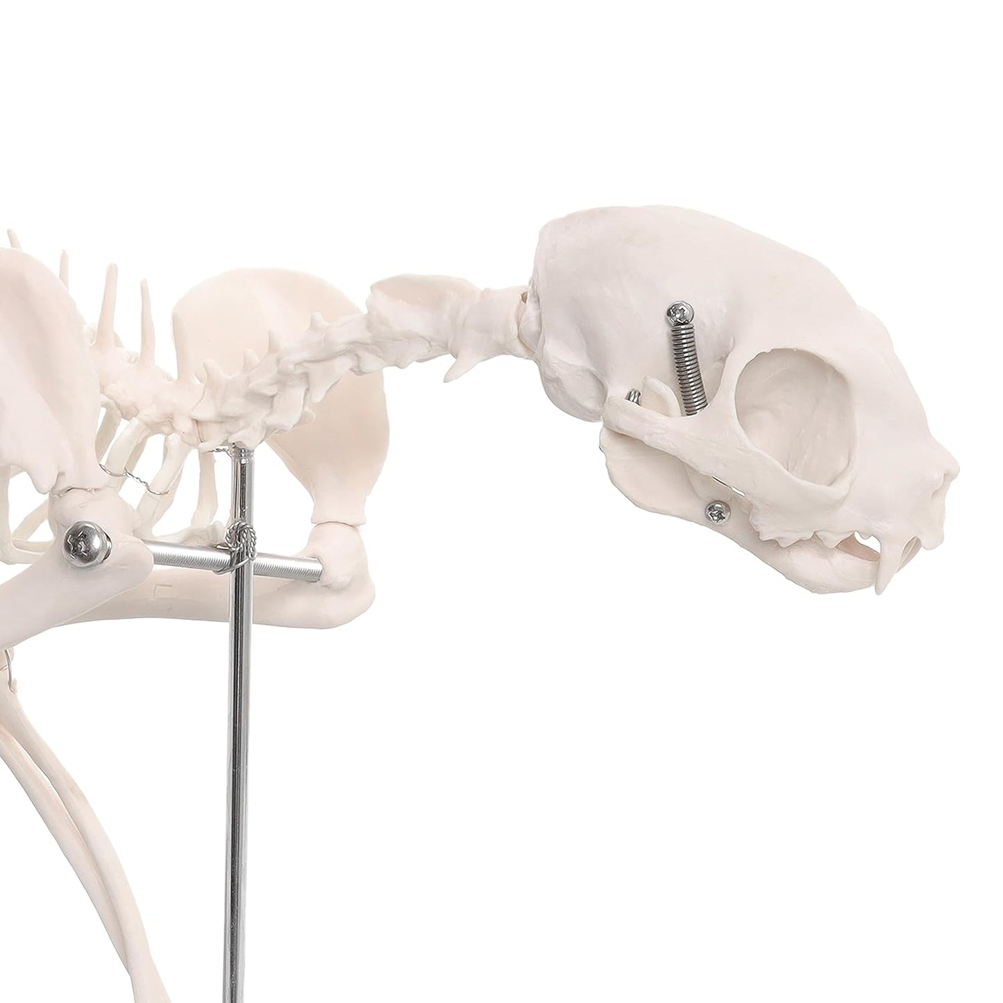 Life-Size Cat Skeleton Model | Realistic Feline Anatomy for Veterinary Study, Medical Training, Biology Class & Pet Owners | Educational Animal Skeleton Model for Students & Professionals