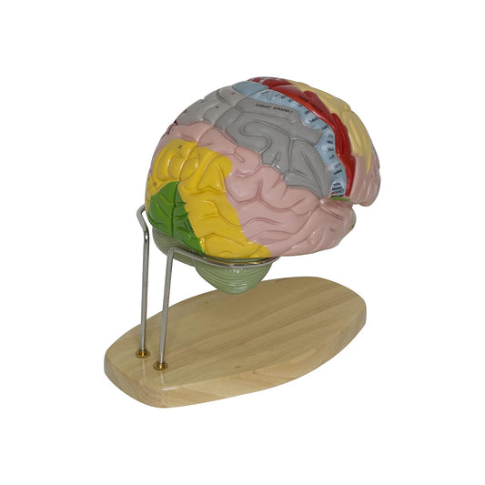 Labzio - Deluxe Human Brain Model - 4 Parts, Color-Coded,1.5 times enlarged