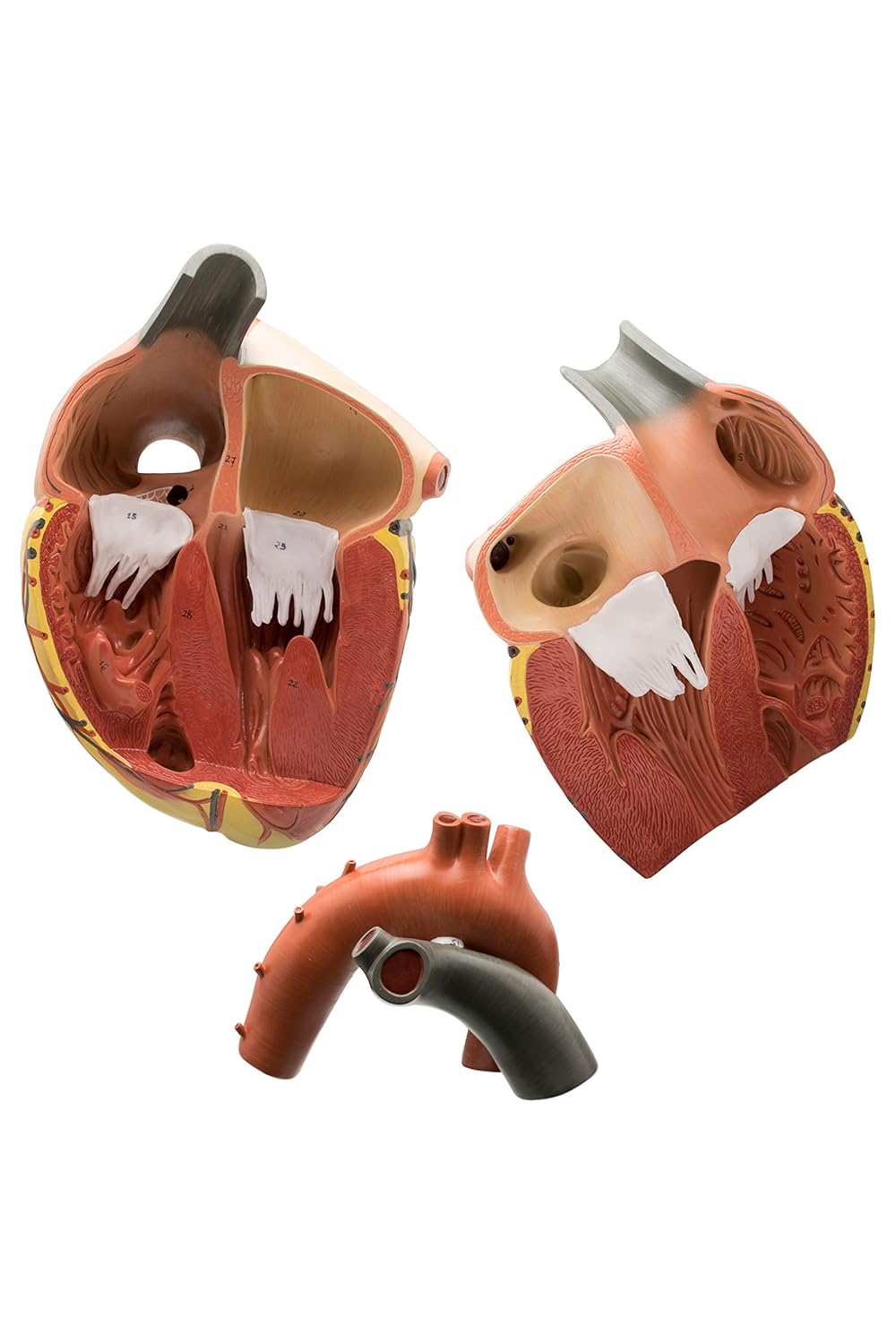 Labzio Premium Human Heart Model – Enlarged 3X, Hand-Painted Anatomical Replica with Detailed Key Card for Medical Education and Study