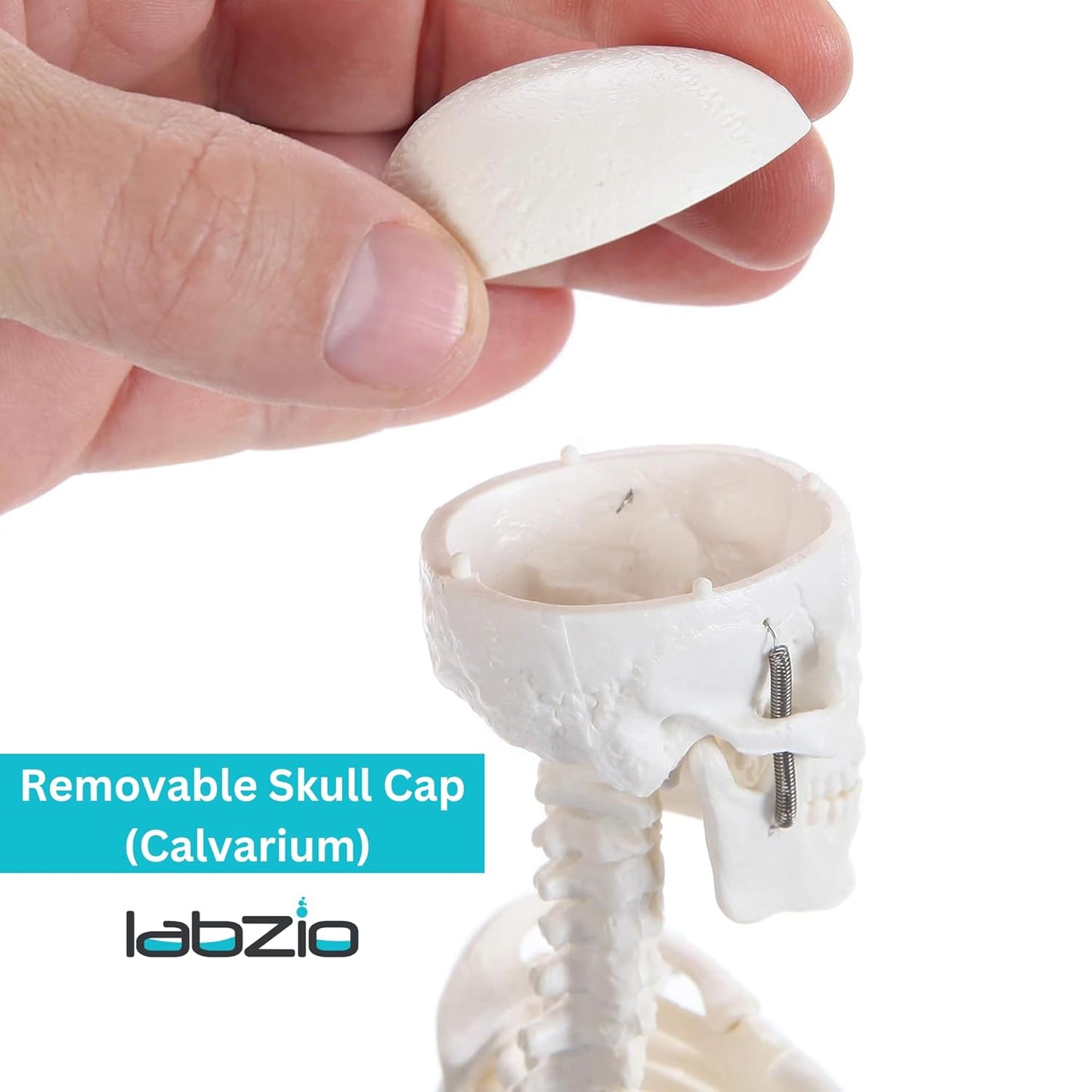 Mini Human Skeleton