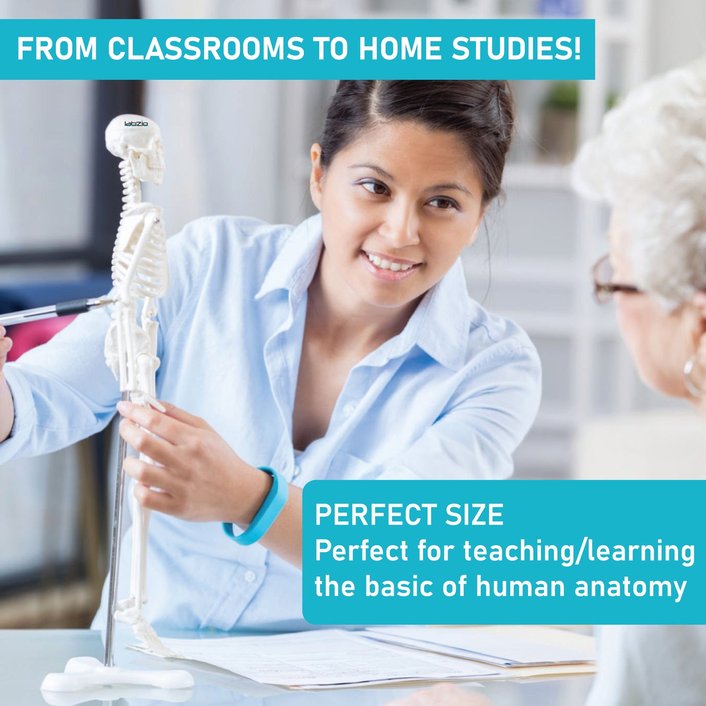 Easy-to-Carry Medical Anatomy Model for Kids & Adults