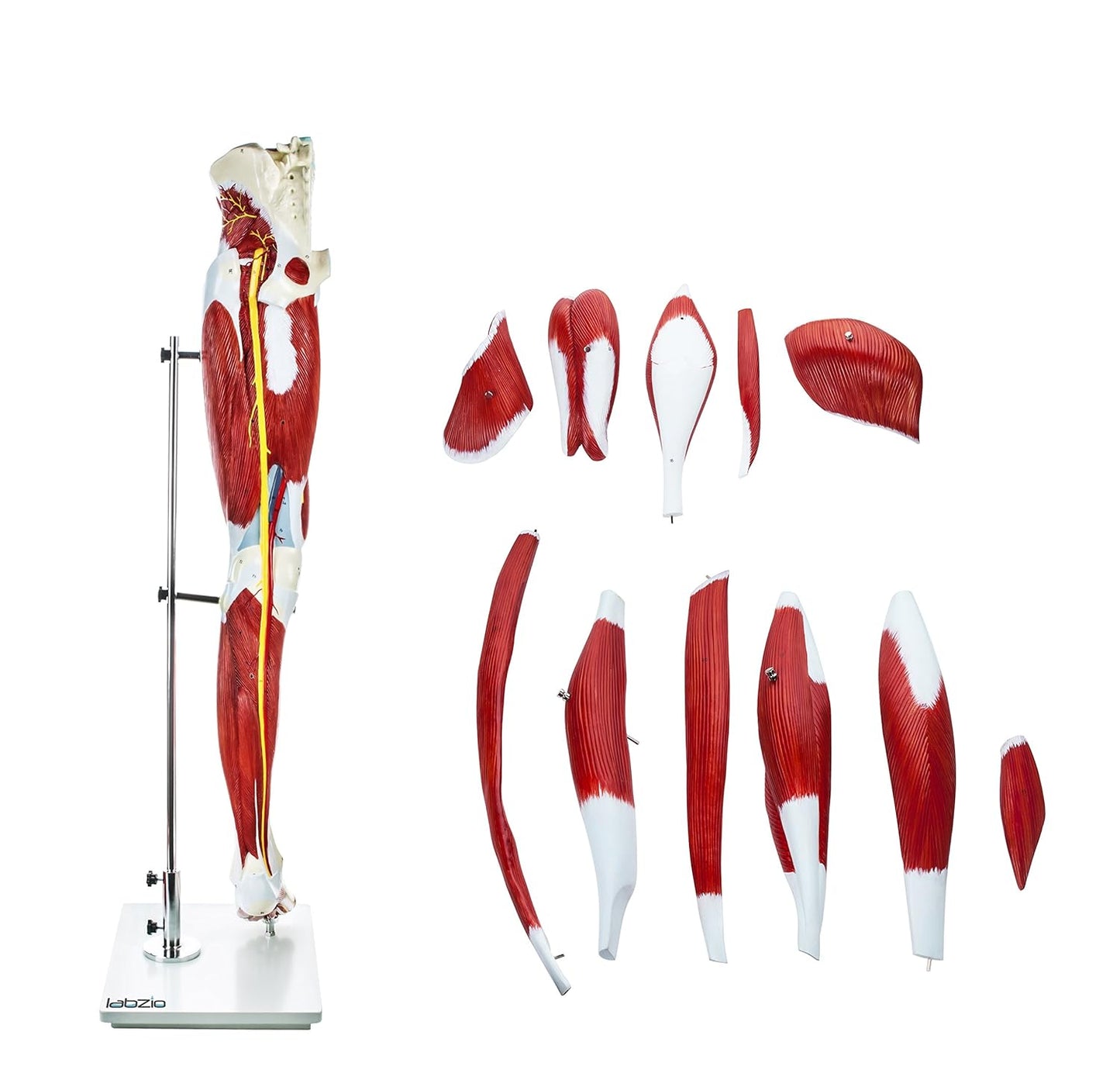 Labzio - Premium Human Muscular Leg Model Life Size 13 Parts Perfect To Study The Leg Muscles Vessels Tissues With Detailed Key Card