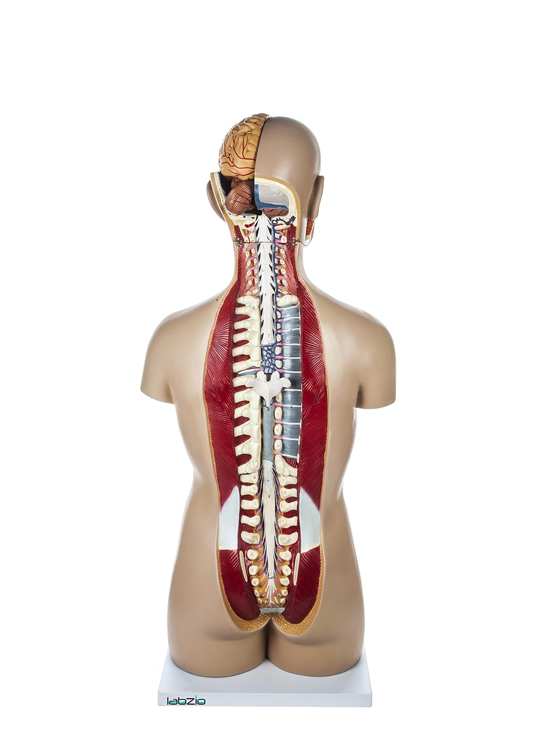 LABZIO Premium Anatomical Human Torso Model – 88cm Medical-Grade Body with Open Neck & Back, Central Nervous System, 17 Removable Parts & Key Card for Doctor Training, Biology Lab & Classroom Study