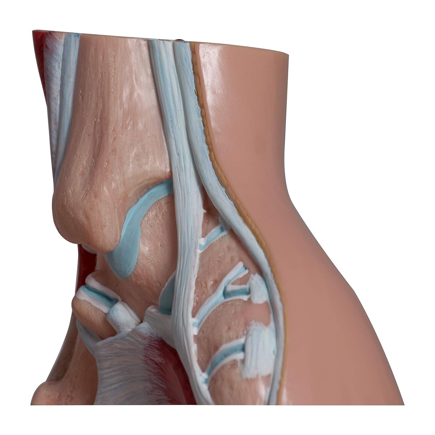 Labzio- Normal foot, Arched Foot, Flat Foot coloured models, Natural size, Set of 3,with detailed coloured key cards-3