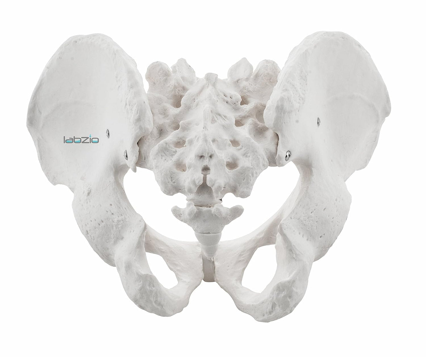 Labzio - Male Pelvis Skeleton Model, Anatomically Correct, Life Size – Ideal for Educational, Medical, and Demonstrative Purposes