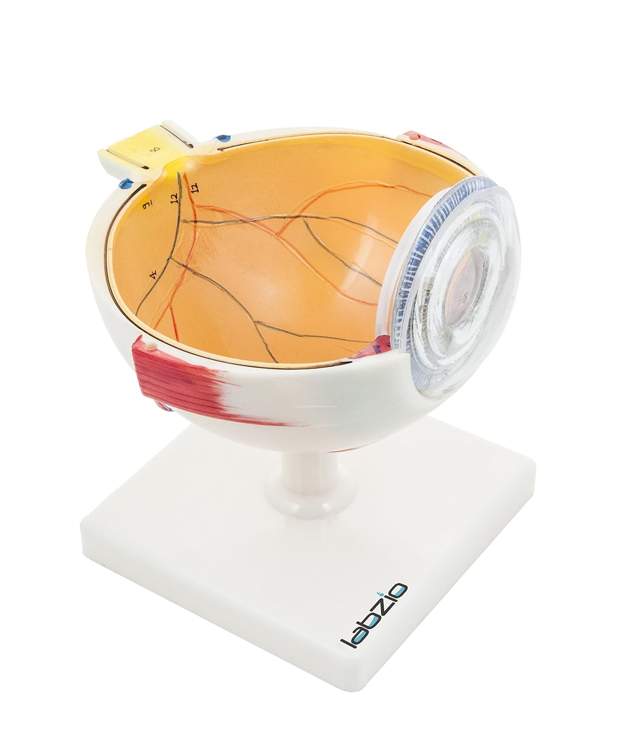 Labzio - Premium Human Eye Model Enlarged 5 Times with Dissectible Eye Ball 7 Parts Anatomical Model with Detailed Key Card