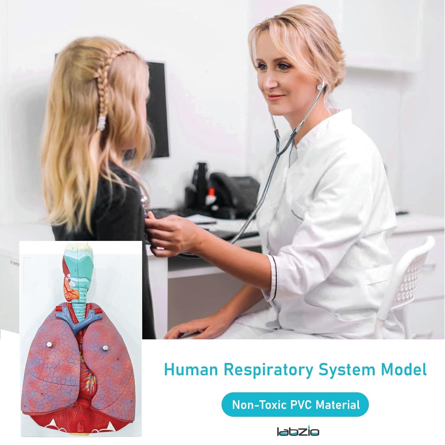 Labzio - Human Lung and Respiratory System Model, Life Size, 7 Removable parts including 2 parts Heart and detachable Larynx, detailed key card included