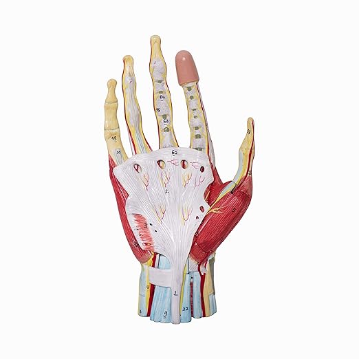 LABZIO Life-Size Hand Skeleton Model | 7-Part Anatomical Model with Ligaments, Muscles, Nerves & Arteries | Medical Study Model for Students, Physiotherapy, Orthopedic & Chiropractic Education