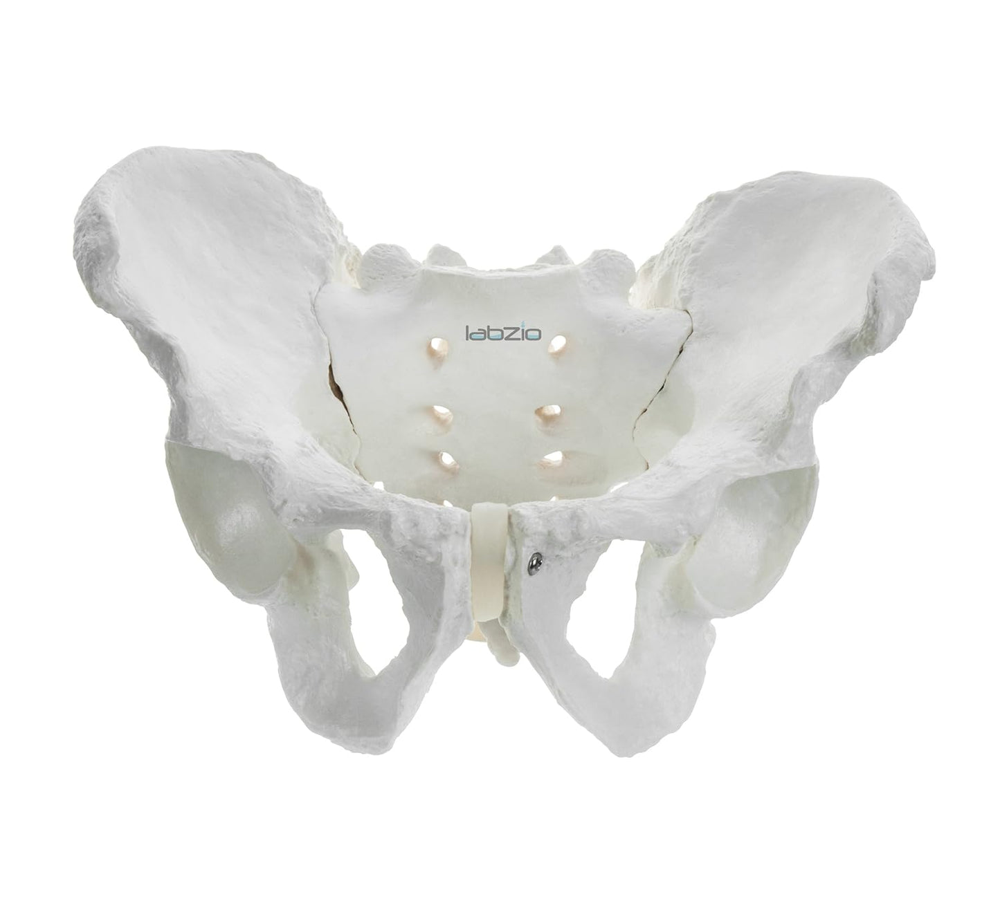 Labzio - Male Pelvis Skeleton Model, Anatomically Correct, Life Size – Ideal for Educational, Medical, and Demonstrative Purposes