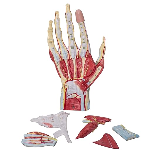 LABZIO Life-Size Hand Skeleton Model | 7-Part Anatomical Model with Ligaments, Muscles, Nerves & Arteries | Medical Study Model for Students, Physiotherapy, Orthopedic & Chiropractic Education