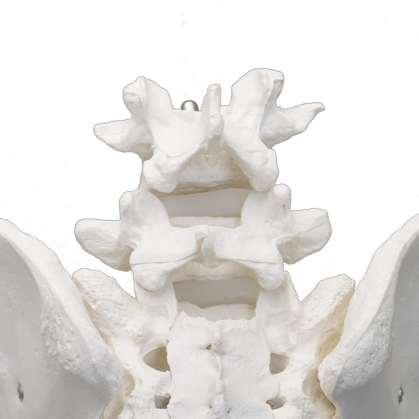 LABZIO Premium Female Pelvis Skeleton Model | Life-Size Anatomical Pelvic Bone Structure for Medical Study, Teaching, Chiropractic & Gynecology Education | Ideal for Students & Professionals
