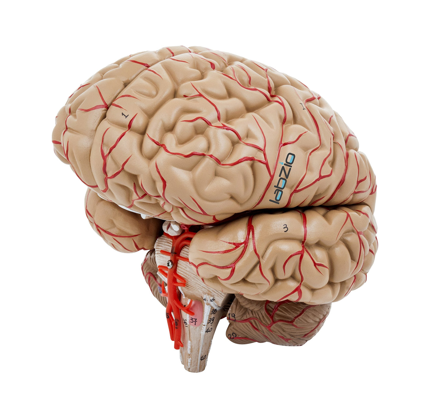 Labzio Premium Life-Size Human Brain Model with Arteries – Dissects into 8 Parts, Detailed Anatomical Educational Tool with Key Card