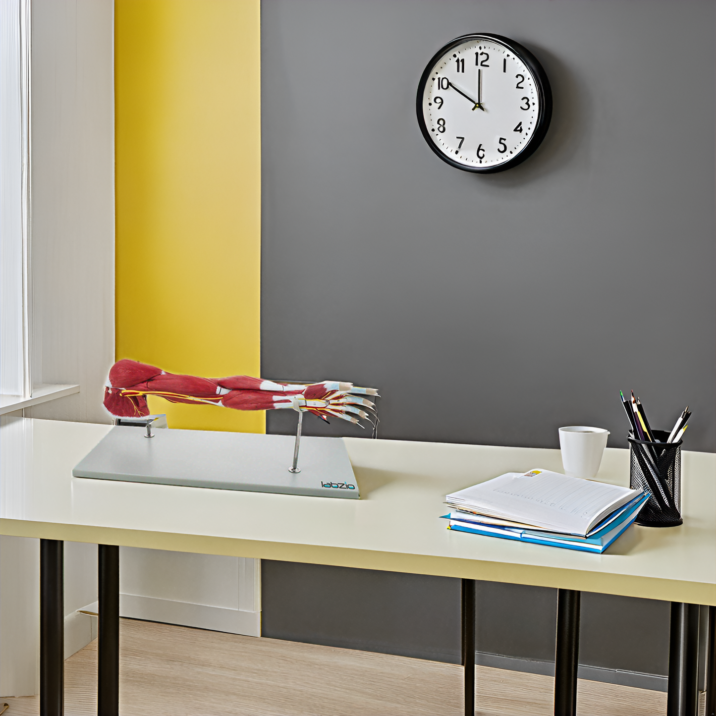 Labzio - Life Size Premium Human Muscular Arm Model 7 Parts Showing Muscles and Deep Layers of Tissue and Vessels With Detailed Key Card