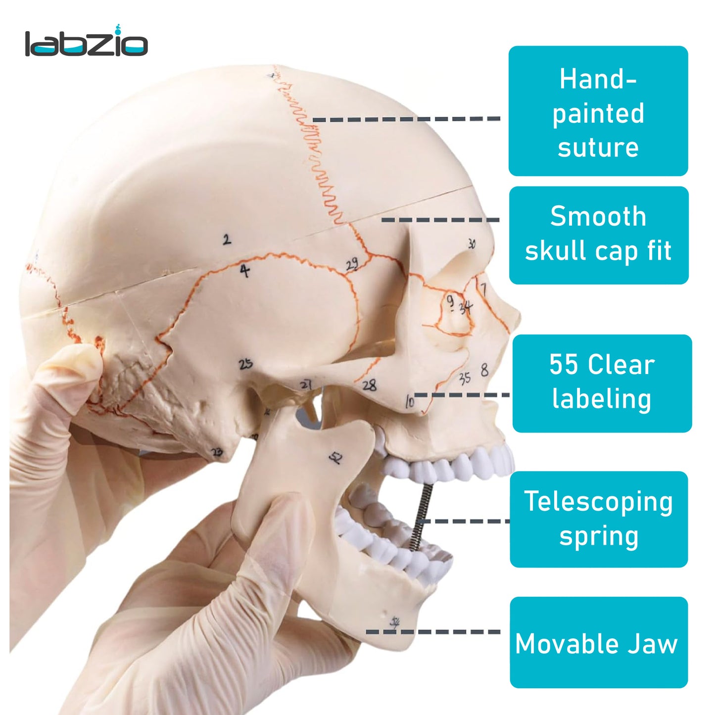 Life Size Human Skull Model for Anatomy, Premium Skull with Extremely Detailed 54 Numbered Features, Landmarks are Numbered by Hand for Extreme Precision (Sutures, Foramen and Other Details) (Copy)