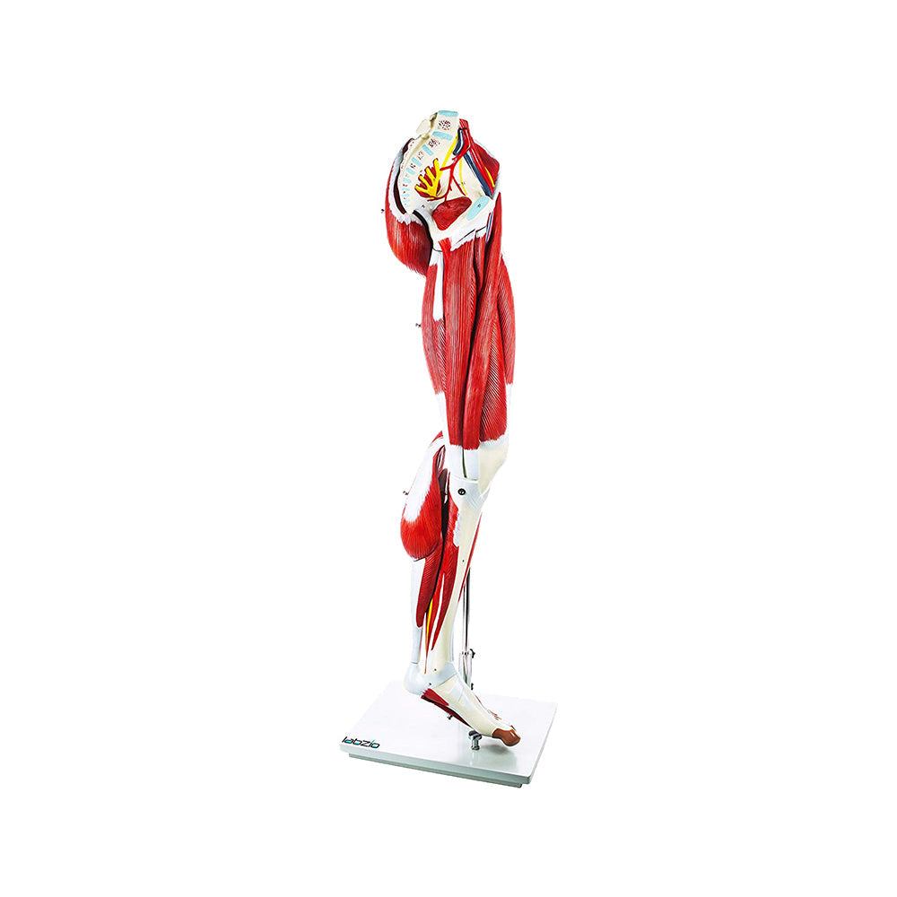 Labzio - Premium Human Muscular Leg Model Life Size 13 Parts Perfect To Study The Leg Muscles Vessels Tissues With Detailed Key Card