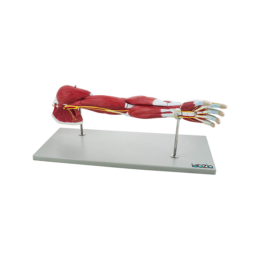 Labzio - Life Size Premium Human Muscular Arm Model 7 Parts Showing Muscles and Deep Layers of Tissue and Vessels With Detailed Key Card